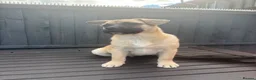 Mixed Breed dogs for sale: Frenchie x Pomsky Pup for sale £350 - Advert 3