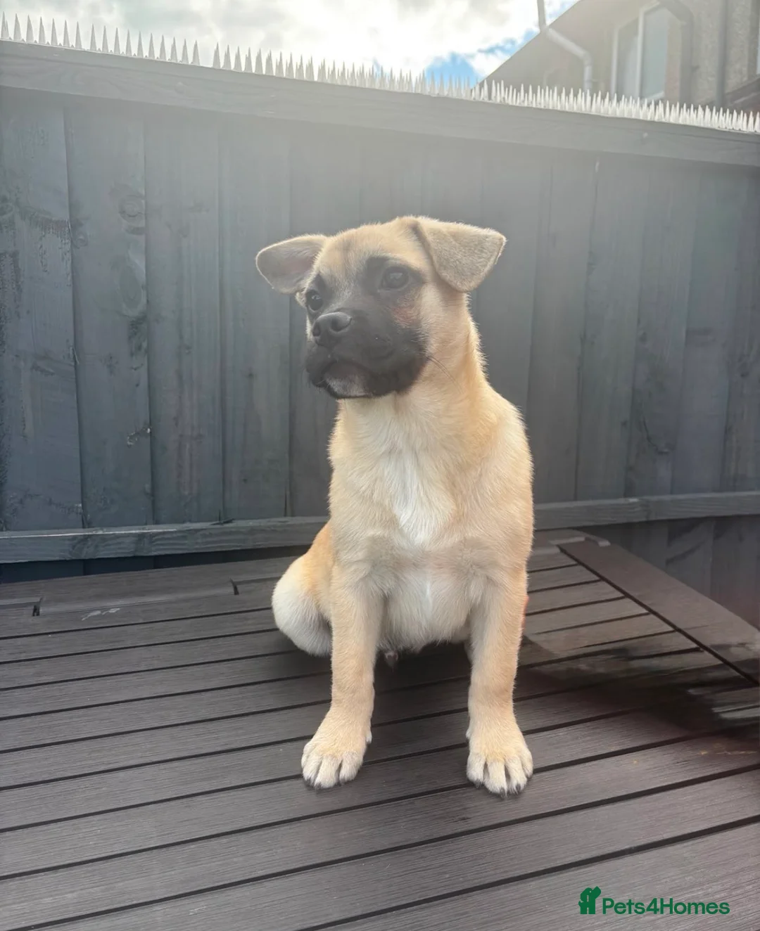 Mixed Breed dogs for sale: Frenchie x Pomsky Pup for sale £350 - Advert 3