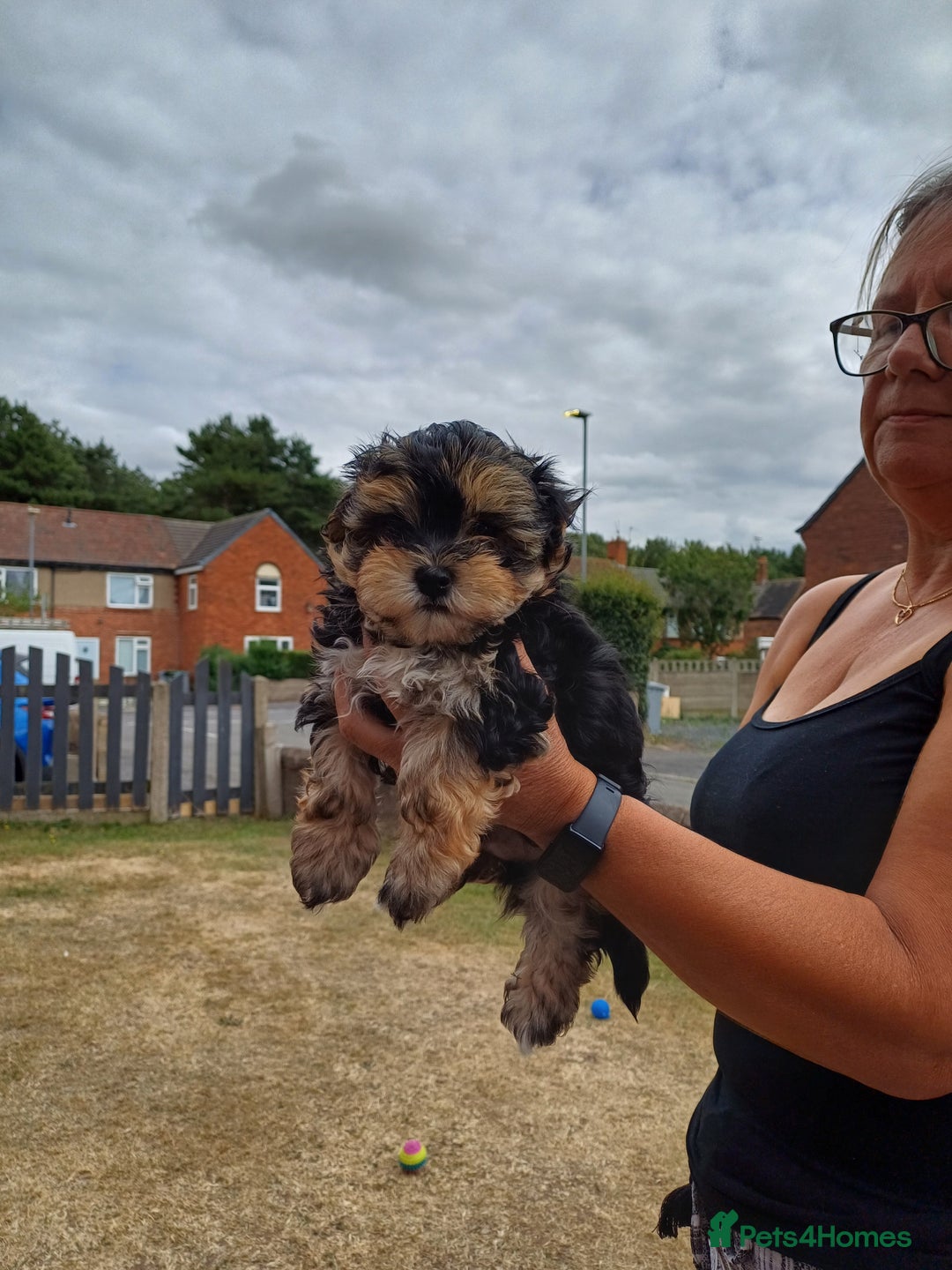 Morkie dogs for sale: Morkie - Image 4