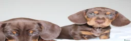 Miniature Dachshund dogs for sale: Miniature Dachshund puppies  - Advert 21