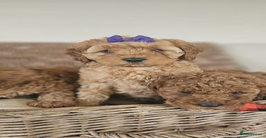 Cavapoo dogs - Advert 11