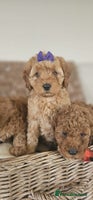 Cavapoo dogs - Advert 3