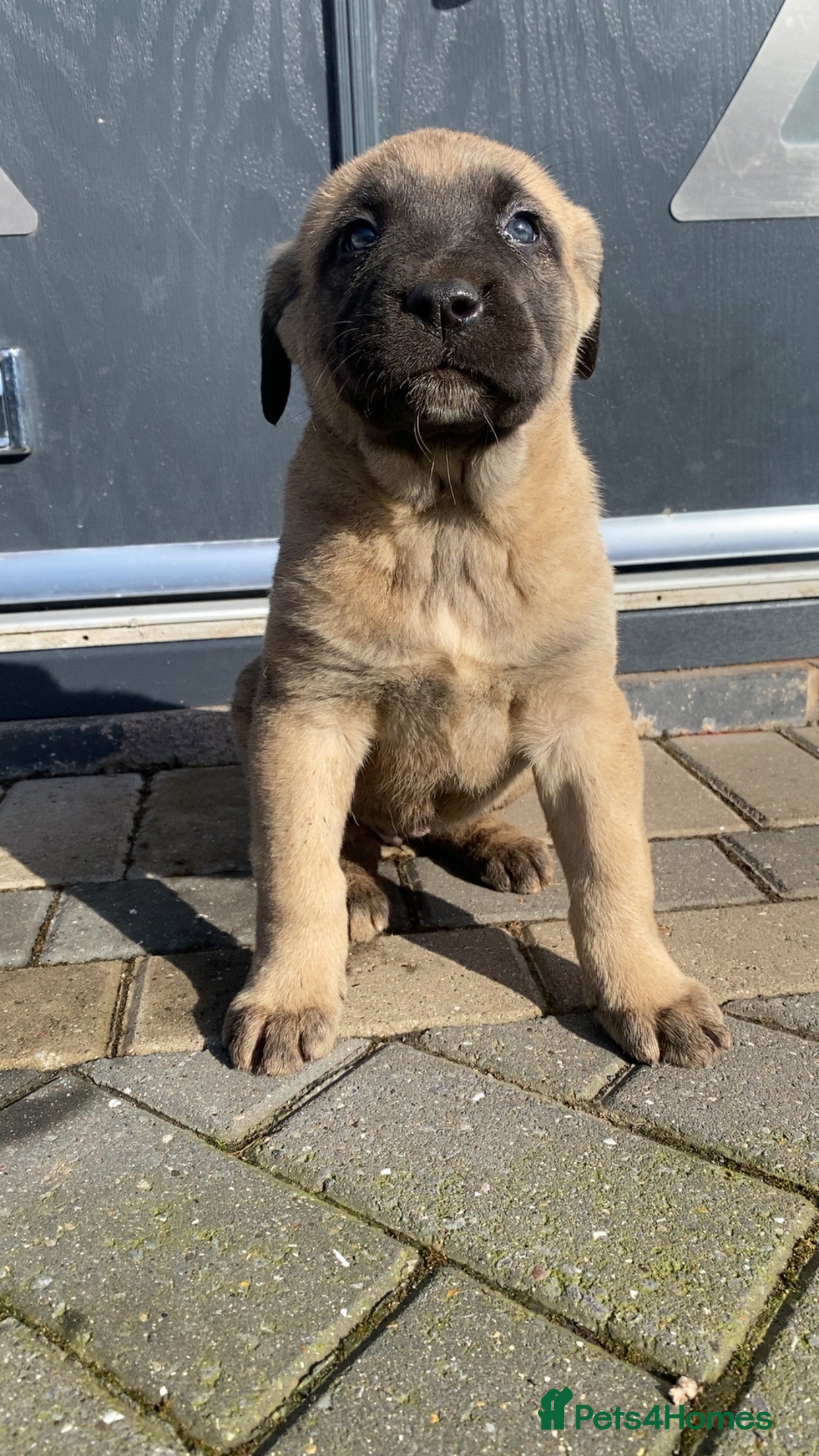 Turkish Kangal dogs Turkish Kangal puppies  - Advert 1