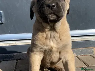 Turkish Kangal dogs Turkish Kangal puppies - Advert 1