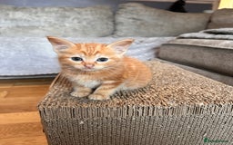 Ragdoll cats for sale: Calicox ragdolls - Image 9