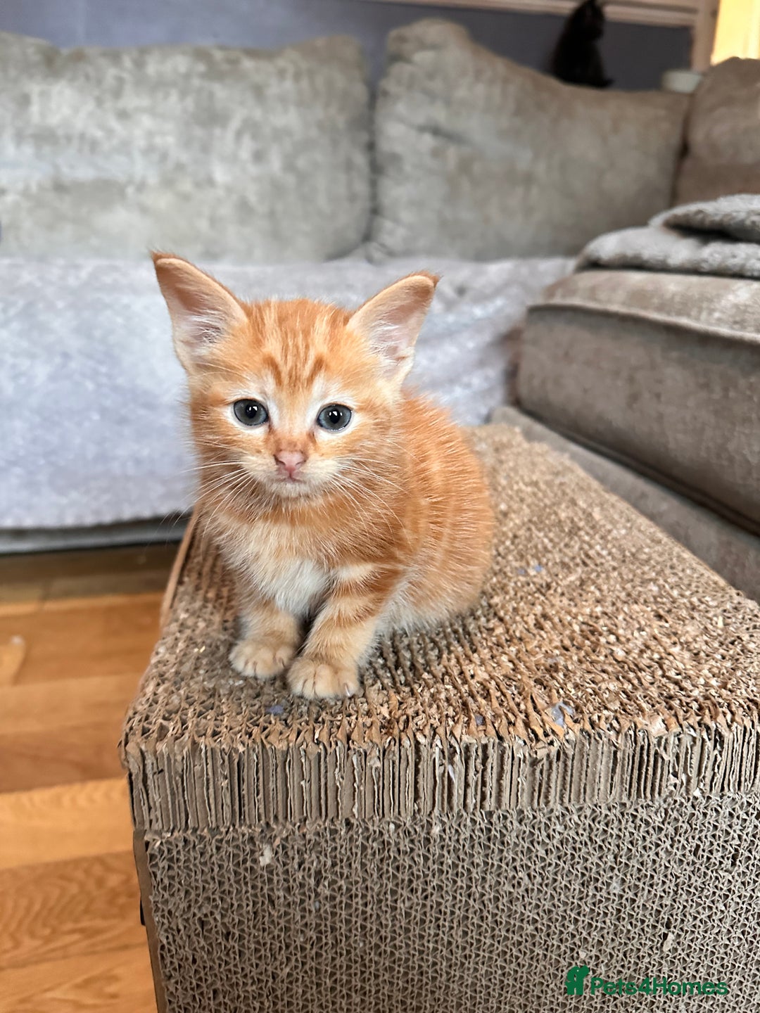 Ragdoll cats for sale: Calicox ragdolls - Image 9