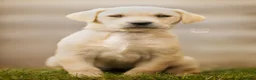 Labrador Retriever dogs for sale: KC registered Working Line Yellow Labrador Puppies in King's Lynn - Advert 13