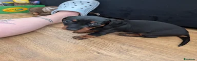 Miniature Dachshund Puppy 1