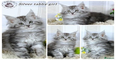 Maine Coon cats - Advert 7