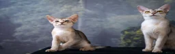 Abyssinian cats for sale: Silver Abyssinian Boy-READY NOW-Champion Line - Advert 26