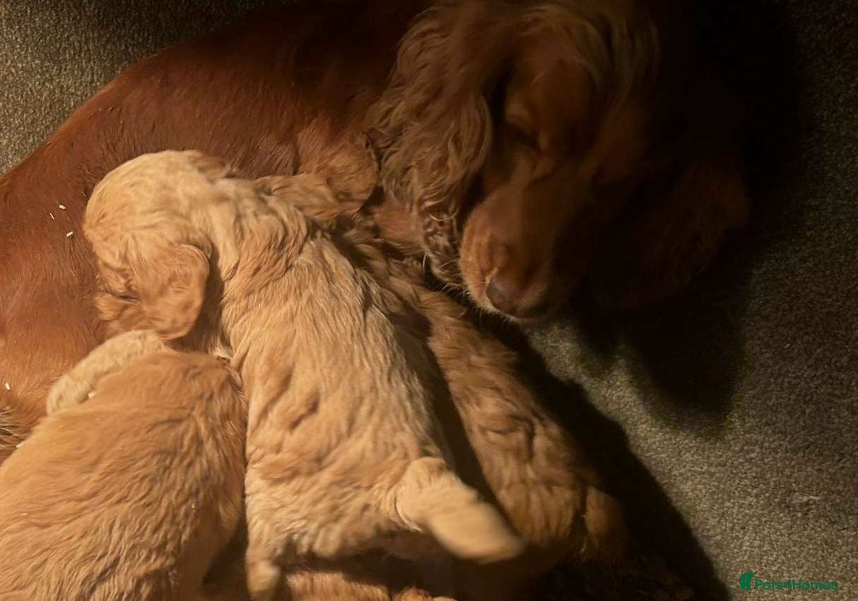 Cockapoo dogs F1 cockapoo puppies - Advert 1