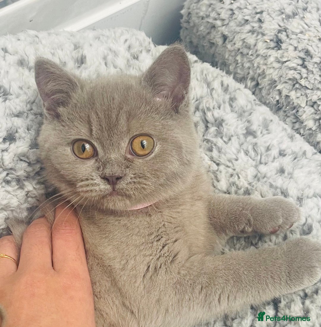 British Shorthair cats for sale: Stunning Lilac Female British Shorthair 10 Weeks - Advert 1