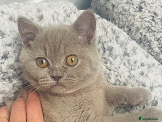 British Shorthair cats Stunning Lilac Female British Shorthair 10 Weeks - Advert 1