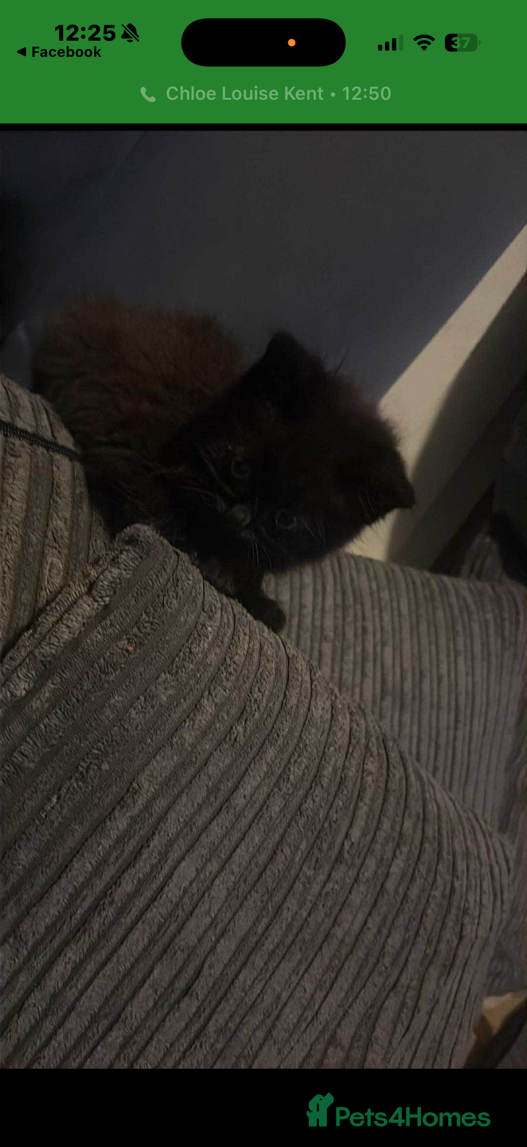 Ragdoll cats for sale: Half ragdoll kitten  - Image 2