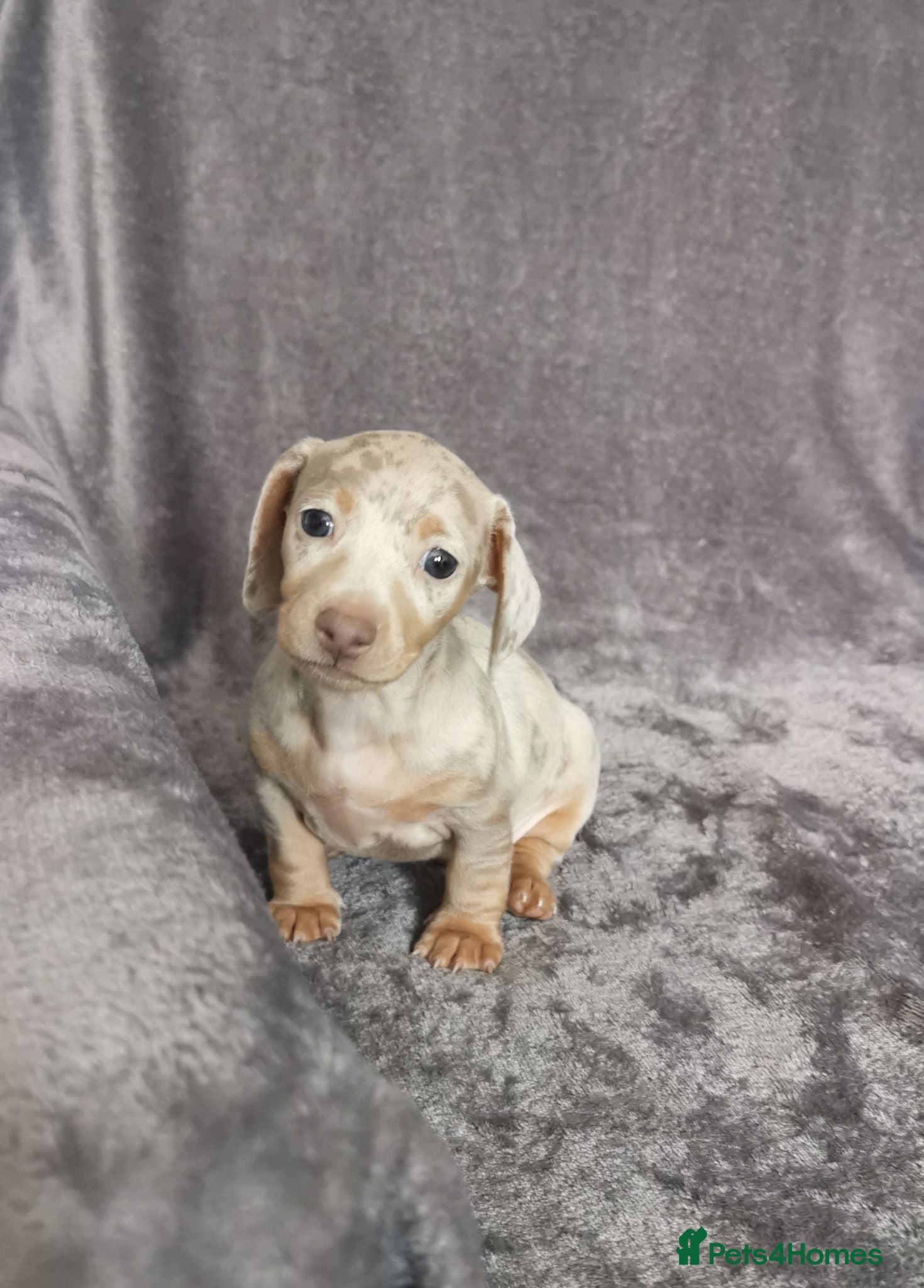 Miniature Dachshund dogs Miniature dachshunds kc registered  - Advert 15