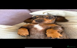 Miniature Dachshund dogs for sale: Miniature dachshunds - Image 8