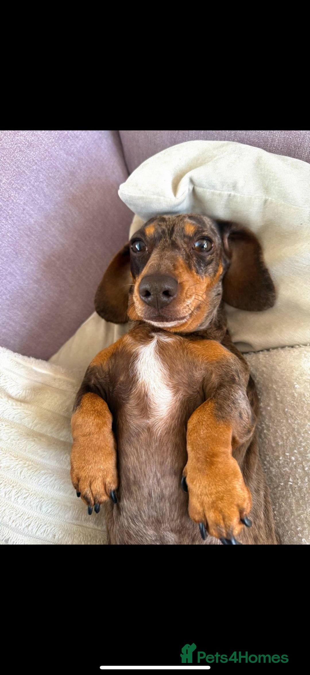 Miniature Dachshund dogs for sale: Miniature dachshunds - Image 8