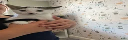 Domestic Shorthair cats for sale: Male Kitten  in Torquay - Advert 2