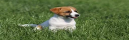 Jack Russell dogs for adoption: Sandra – Female Jack Russell Terrier - Advert 1