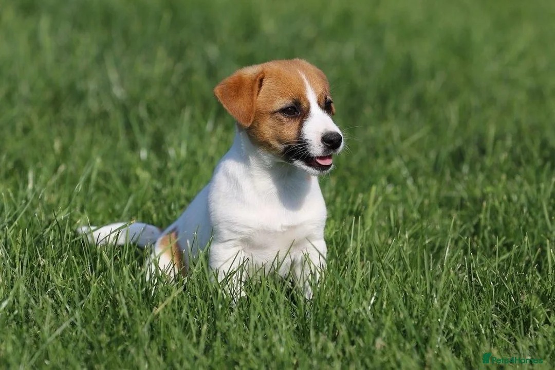 Jack Russell dogs for adoption: Sandra – Female Jack Russell Terrier - Advert 1