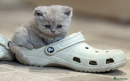British Shorthair cats for sale: British Shorthair Kittens - Image 6