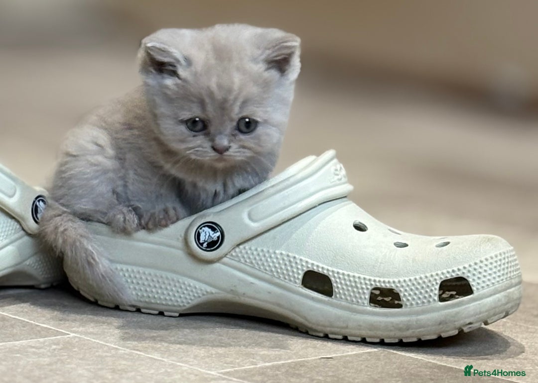 British Shorthair cats for sale: British Shorthair Kittens - Image 6