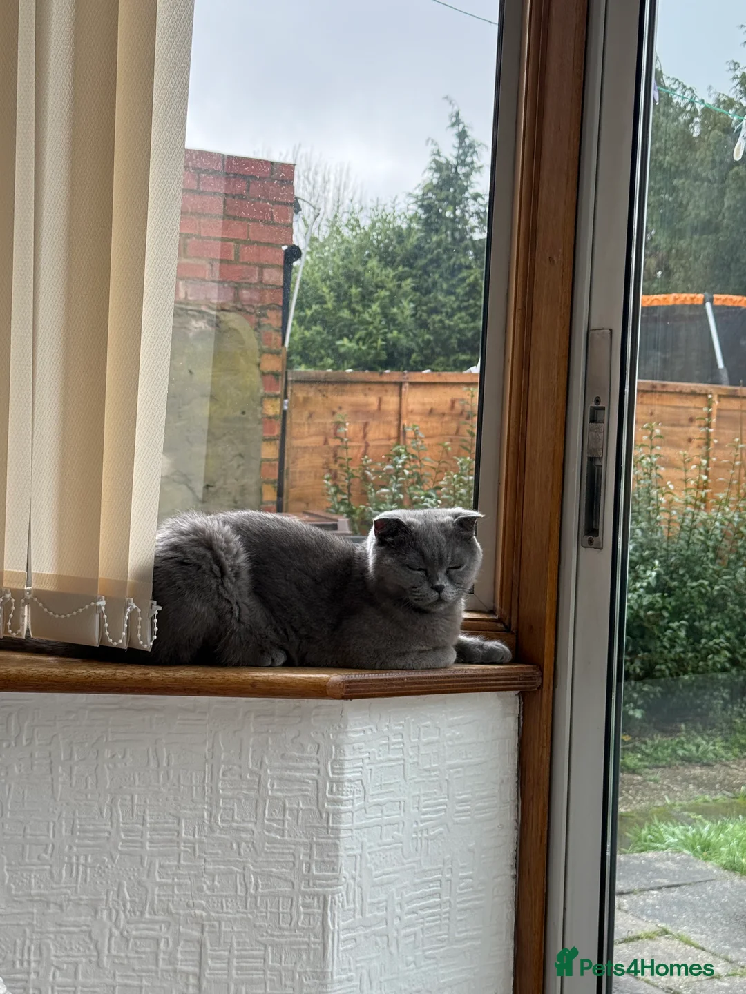 Scottish Fold cats for sale: Scottish fold - Advert 2