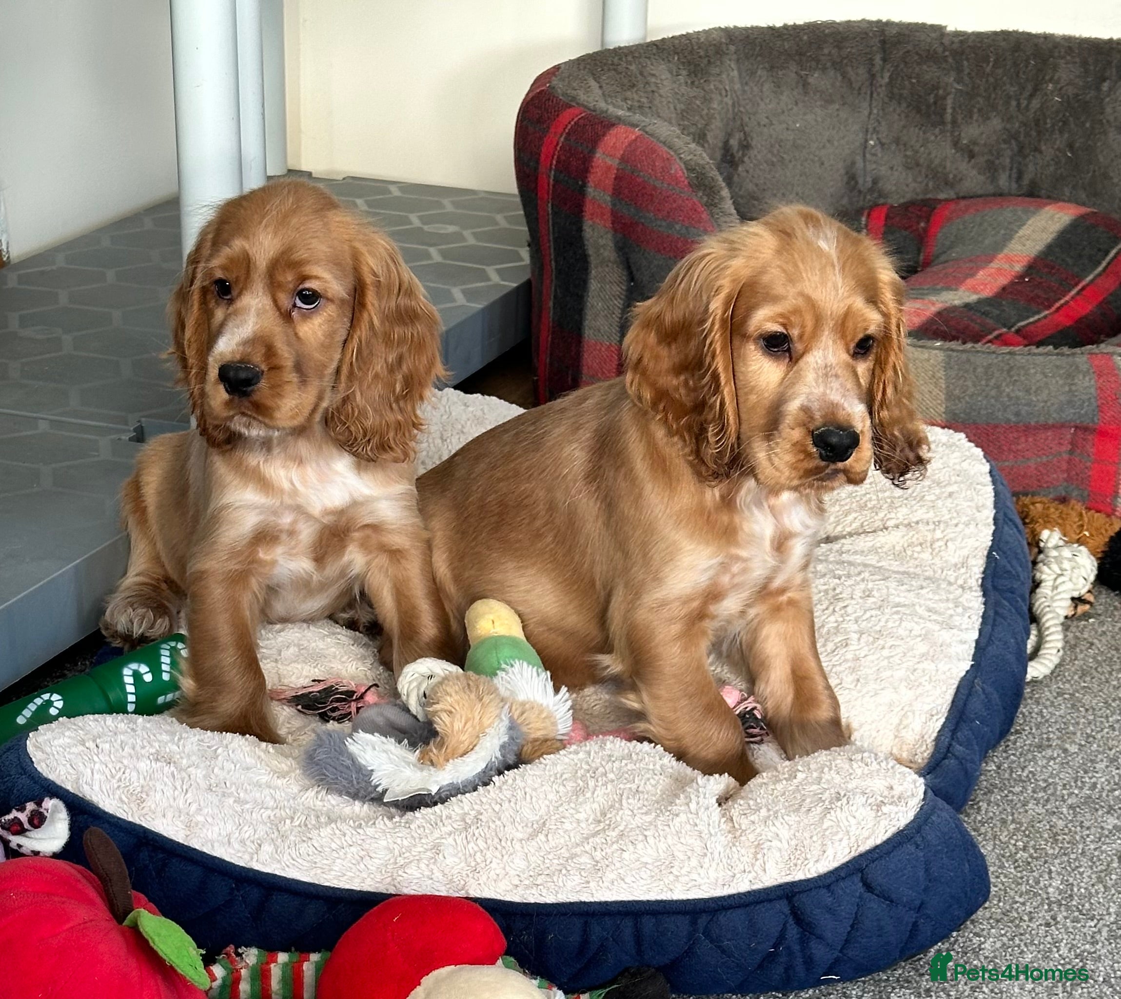 Cocker Spaniel dogs Beautiful show type boys only - Advert 9