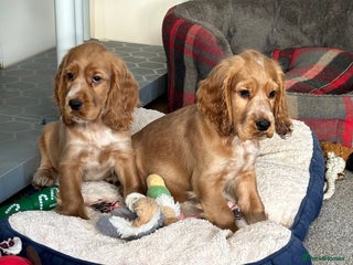 Cocker Spaniel dogs Beautiful show type boys only - Advert 1