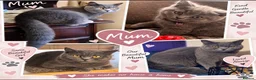 British Shorthair cats for sale: 💙 Adorable Blue British Shorthair Kittens 💙 - Advert 8