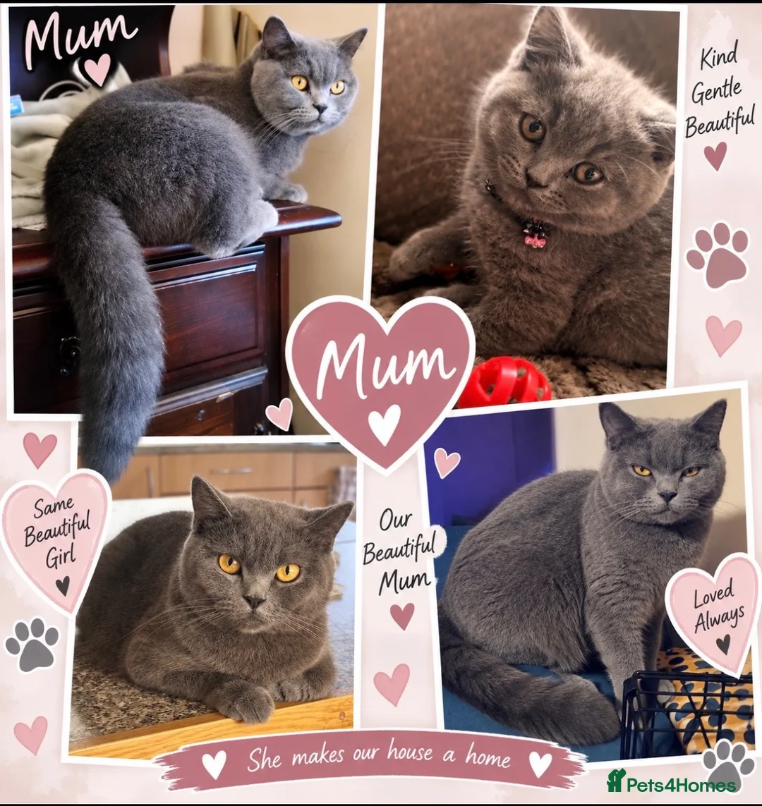 British Shorthair cats for sale: 💙 Adorable Blue British Shorthair Kittens 💙 - Advert 8