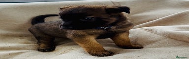 GSD Dog Puppy 9