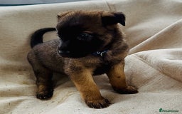 Belgian Shepherd Dog dogs for sale: Skye x Nines very last litter ever! 3B &7G  - Image 34