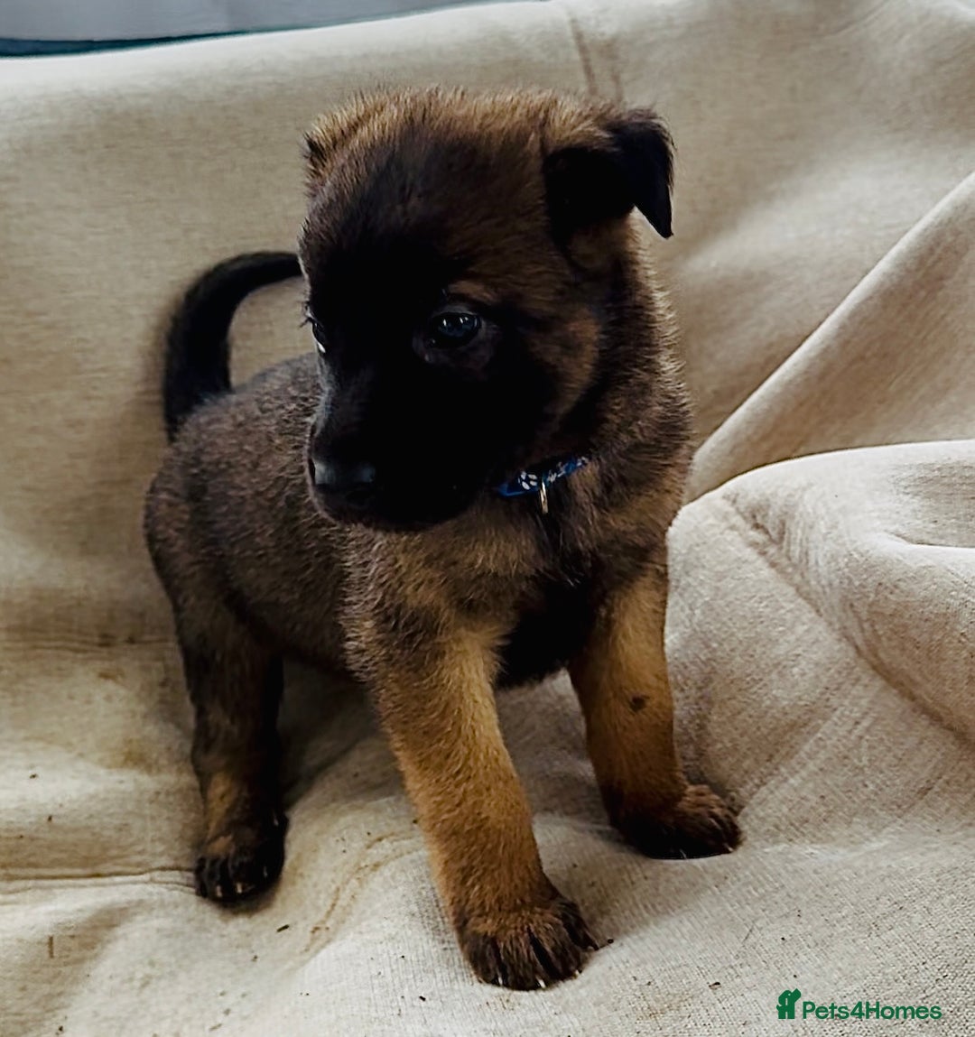 Belgian Shepherd Dog dogs for sale: Skye x Nines very last litter ever! 3B &7G  - Image 34