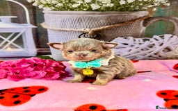 Chihuahua dogs for sale: 💜🤎 Exotic KC LC chihuahuas 🤎💜 - Image 4