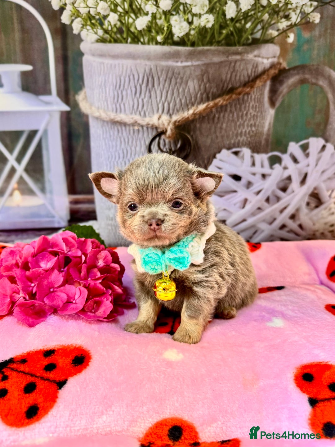 Chihuahua dogs for sale: 💜🤎 Exotic KC LC chihuahuas 🤎💜 - Image 4
