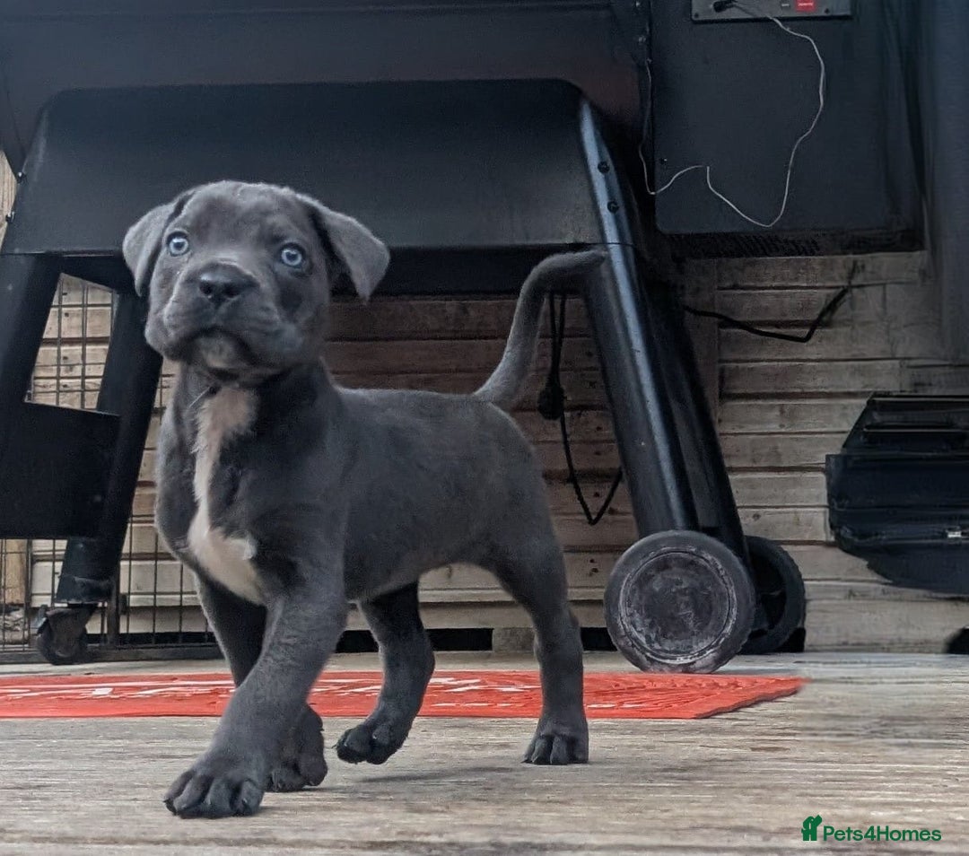 Cane Corso dogs for sale: Champion Lines Cane Corso Puppies *Ready Now** - Advert 9