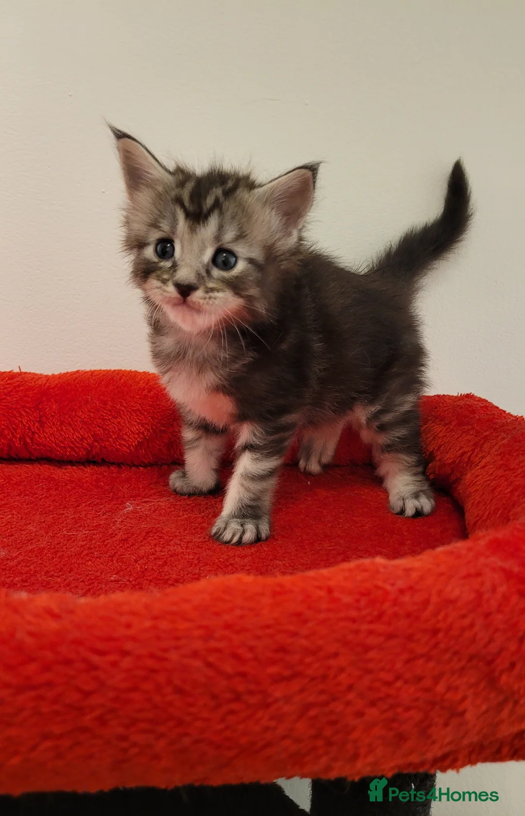 Maine Coon cats for sale: Tica registered maine coon kittens  - Advert 9