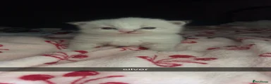 Siberian 2