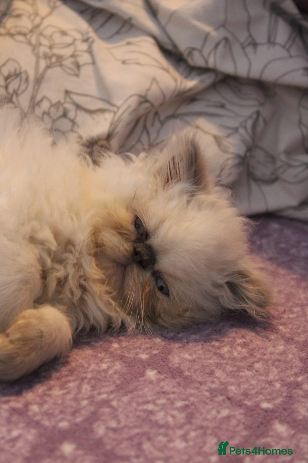 Persian cats for sale: Beautiful Female Kittens Ready for Loving Homes - Advert 25