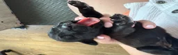 Boxer dogs for sale: KC Boxer Puppies  – 1 Week Old - Advert 29