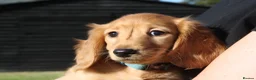 Miniature Dachshund dogs for sale: READYNOW KC cream L/H Health tested Mini Dachshund - Advert 2