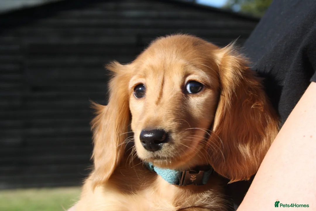 Miniature Dachshund dogs for sale: READYNOW KC cream L/H Health tested Mini Dachshund - Advert 2