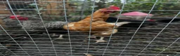 Hens poultry for sale: Hens for sale £15 each mix - Advert 6