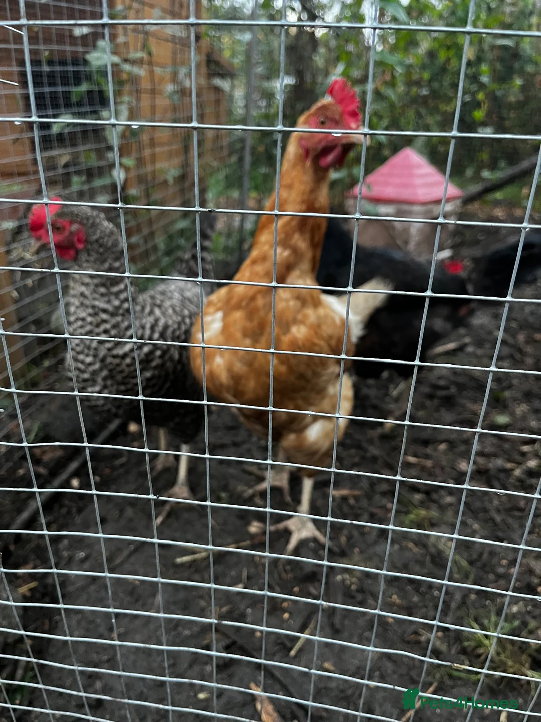 Hens poultry for sale: Hens for sale £15 each mix - Advert 6