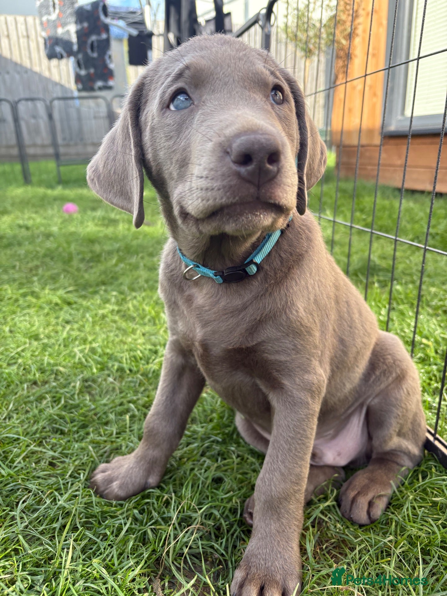 Labrador Retriever dogs Outstanding KC Silver/Champagne/Charcoal Labradors - Advert 2