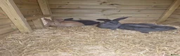 Continental Giant rabbits for sale: Baby giant continental rabbits  - Advert 6
