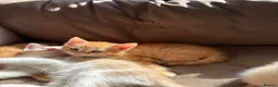 Mixed Breed cats for sale: Norwegian Forrest Cross Kittens  - Advert 2