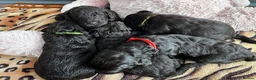Labradoodle dogs for sale: F1bb Labradoodle Puppies - Ideal Family Balance - Advert 18