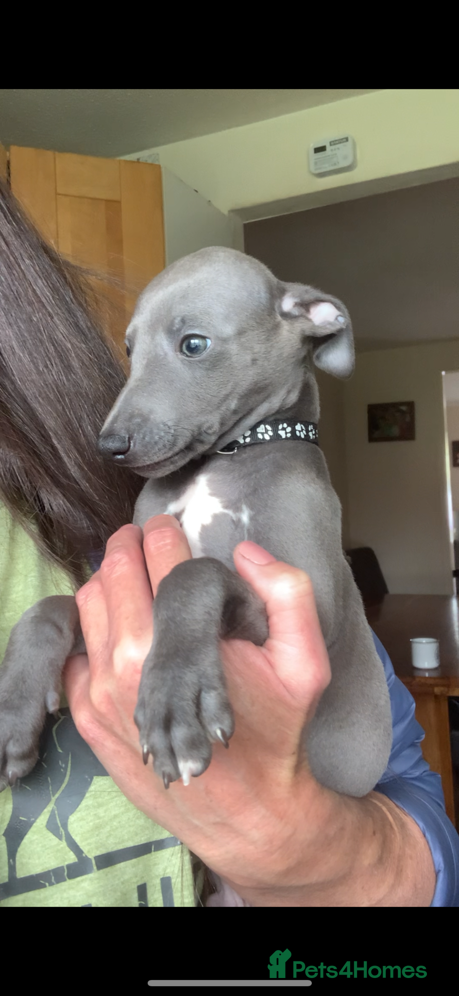 Whippet dogs Blue Kennel Club Registered Whippet pups - Advert 1